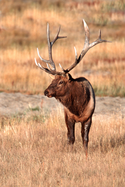 Bull Elk